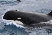 Descubren una nueva especie de ballena asesina al sur de Chile chile