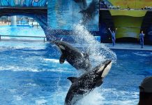 Muere Fredi, una ballena del parque SeaWorld en Florida muerte