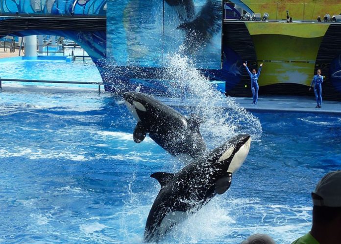 ballena_xL1N5xn muerte