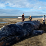 México: Regresan al mar una ballena gris varada durante 3 días mexico