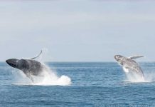 Varias ballenas «enloquecen» tras un sismo en California (FOTOS) sismo