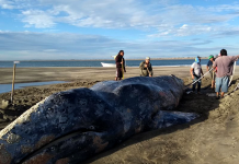 México: Regresan al mar una ballena gris varada durante 3 días mexico