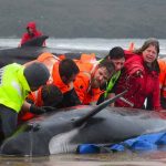 Australia: Equipos de rescate logran salvar las 20 últimas ballenas varadas tasmania