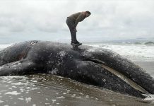 Encuentran otra ballena muerta en bahía de San Francisco estados unidos