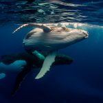 Vinculan variaciones del tono del canto de las ballenas al cambio climático canto