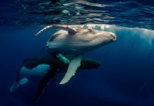 Vinculan variaciones del tono del canto de las ballenas al cambio climático canto