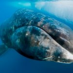 Las ballenas boreales son los «músicos de jazz» del océano estudio