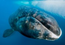 Las ballenas boreales son los «músicos de jazz» del océano estudio