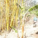 Bambú, nueva alternativa para pequeños productores en Nandaime nicaragua