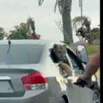 México: Captan tigre de Bengala ‘vacacionando’ en importante destino turístico mexico