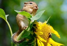 Estos son los animales que pueden desaparecer en el 2020 animales