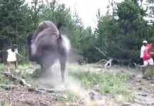 VIDEOS: Un bisonte lanza por los aires a una niña en Estados Unidos
