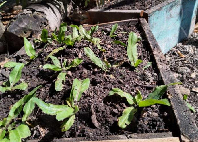 boaco-patio-saludable-3 nicaragua