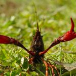 Autoridades colombianas en alerta por plaga de cangrejos rojos en parques colombia