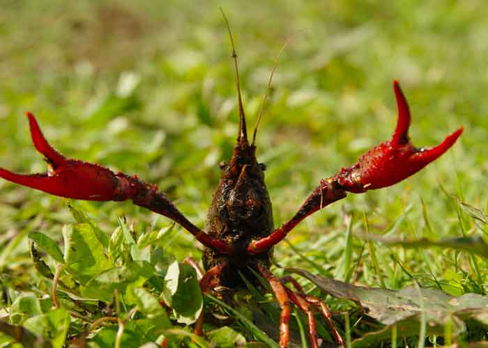 bogota-invasion-cangrejo-rojo colombia
