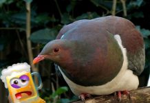 Eligen a la paloma más ‘borracha’ como ave del año en Nueva Zelanda nueva zelanda