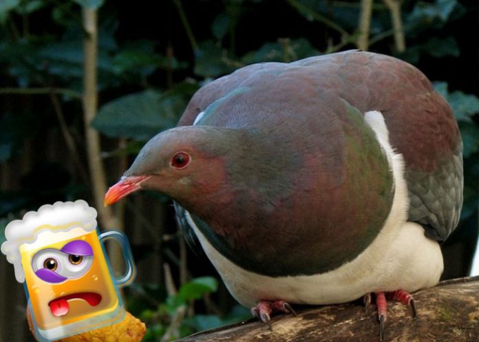 borracha nueva zelanda