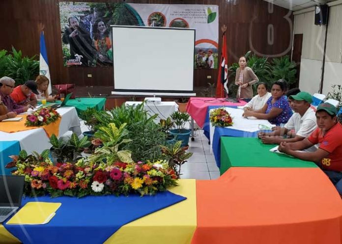 bosques-pino-nicaragua-1 nicaragua