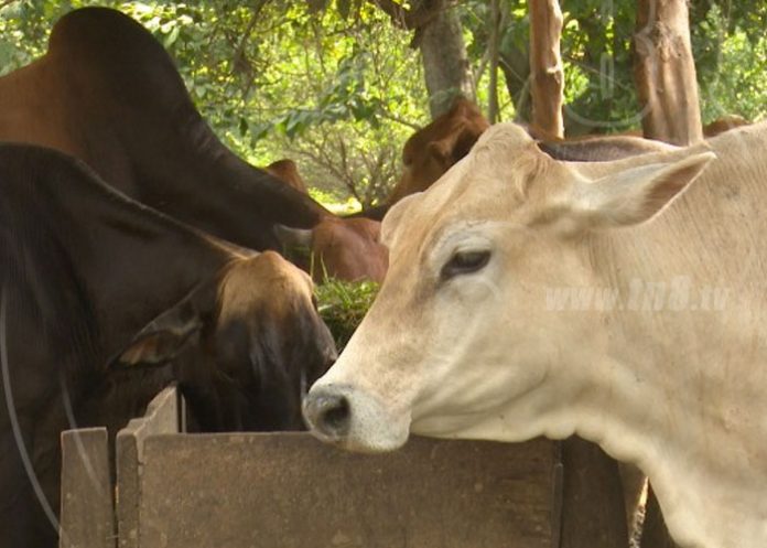 bovino-nicaragua-1 nicaragua