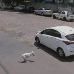 Mujer abandona en la calle a un perro discapacitado (VIDEO) brasil