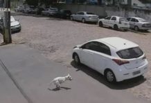 Mujer abandona en la calle a un perro discapacitado (VIDEO) brasil