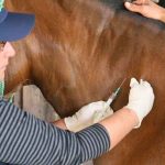 Brasil patenta un suero equino para crear anticuerpos contra el coronavirus brasil