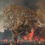 Brasil: Incendio forestal destruye El Pantanal, humedal más grande del mundo brasil