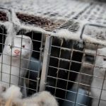 Detectan en Francia primer criadero de visones contaminados de COVID-19 francia