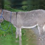 WhatsApp: Tres niños violaron a un burro, lo grabaron y compartieron el video argentina