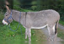 WhatsApp: Tres niños violaron a un burro, lo grabaron y compartieron el video argentina