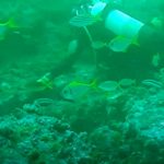 Mujer queda atrapada debajo de «200 tiburones» mientras buceaba en Australia australia