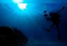 Buzos encuentran gigantesco «gusano de mar» de 8 metros de largo (VIDEO) nueva zelanda