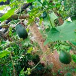 Nueva Guinea: Programa «Patio Saludable», con buenos resultados nicaragua