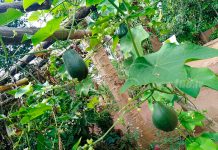 Nueva Guinea: Programa «Patio Saludable», con buenos resultados nicaragua