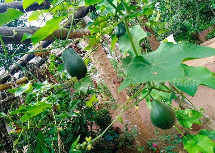 c2_Rq0J3PC nicaragua