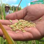 INTA y Cooperación China Taiwán presentan variedad mejorada de arroz secano Nutrezinc nicaragua