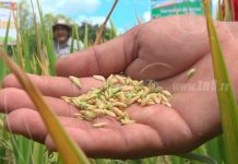 INTA y Cooperación China Taiwán presentan variedad mejorada de arroz secano Nutrezinc nicaragua