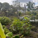 Programa patio saludable garantiza seguridad alimentaria en el Caribe nicaragua