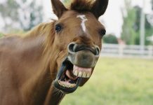 Abuelo que intentó abusar sexualmente de un caballo fue liberado estados unidos