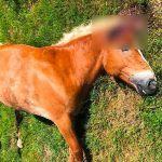 Policía francesa persigue a banda de criminales que mutilan caballos francia