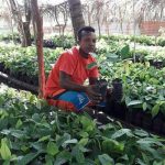 Territorio indígena del Caribe Norte establece viveros de cacao nicaragua