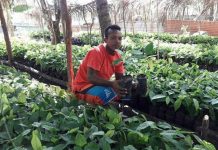 Cacao de Nicaragua gana dos medallas de oro en Londres nicaragua