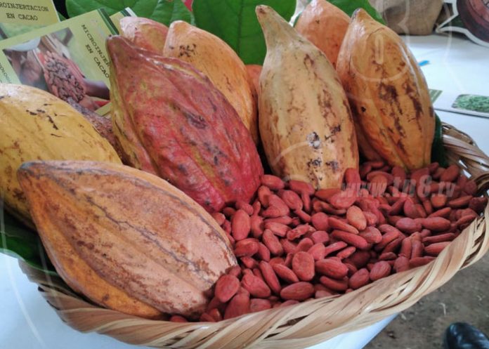 cacao-carazo-011 nicaragua