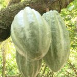 INTA desarrolló foro tecnológico para potenciar el sector cacaotero nicaragua