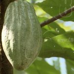 Lanzan directorio del rubro del cacao en Centroamérica nicaragua