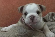 Cachorra fue robada y tres días después apareció degollada inglaterra
