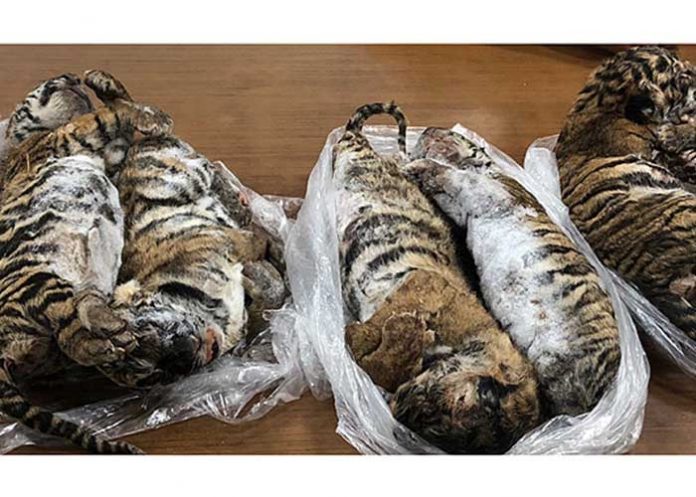 cachorros-congelados vietnam