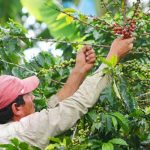 Inician consultas para modificar Ley de Transformación de la Caficultura nicaragua