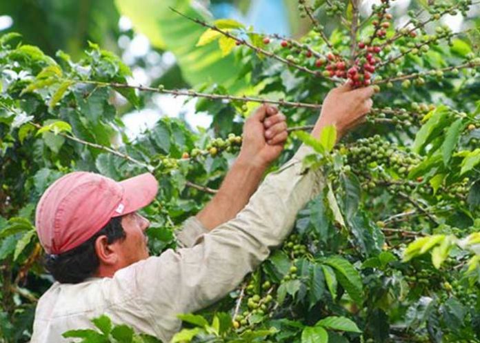 cafe-5 nicaragua