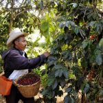 Dictaminan reforma de Ley que favorecerá a los cafetaleros nicaragua